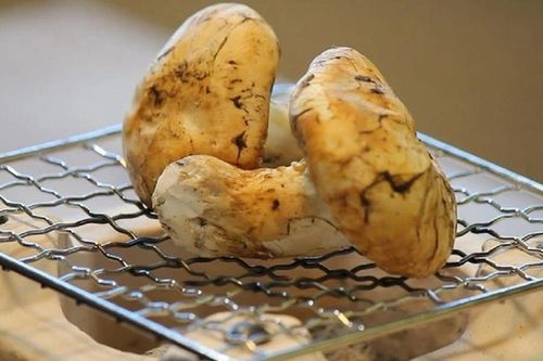 Thứ cây nhìn tưởng 'cục đất', ai ngờ lên núi hái 'ra tiền' 50 triệu/kg