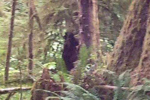 Đi cắm trại, người đàn ông vô tình chụp được ảnh quái vật Bigfoot mà không hề hay biết