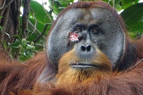 Con đười ươi nổi tiếng toàn cầu vì khả năng 'chữa lành'