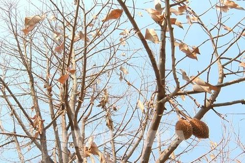 Sầu riêng Bình Phước chết hàng loạt chưa rõ nguyên nhân