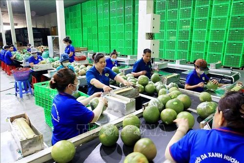 Điều kiện để trái bưởi tươi Việt Nam được xuất khẩu vào Australia