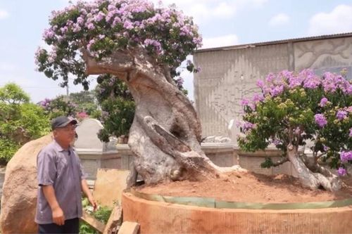 Chồng bảo mua cây bằng lăng giá vài trăm triệu đồng, vợ ngã ngửa khi thấy tài khoản chi hơn 1 tỷ