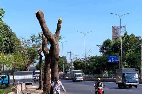 TPHCM: Hàng cây xanh bị cắt trụi lủi, thân trơ trọi giữa nắng nóng gay gắt
