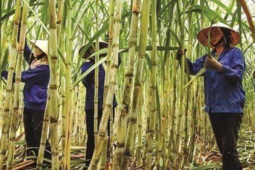 Bức tranh tài chính 2 doanh nghiệp lớn ngành mía đường