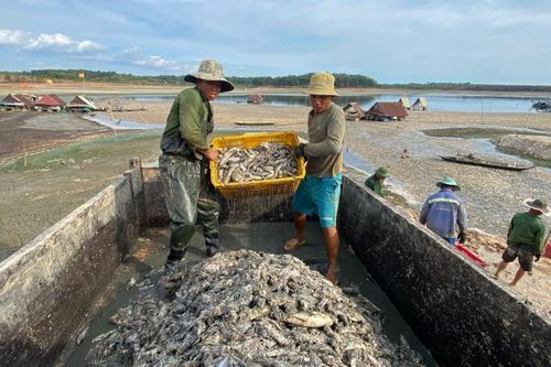 Xử lý môi trường tình trạng cá chết hàng loạt ở hồ Sông Mây