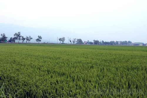 Chống hạn cho lúa đông xuân