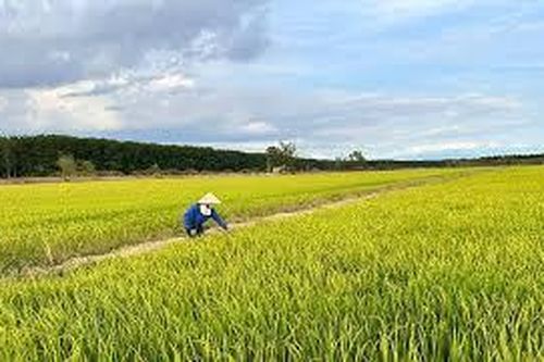Chuyển đổi cây trồng, tăng thu nhập