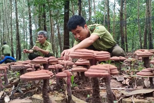 Chuyên đề: Phát triển kinh tế rừng: Khai thác các mô hình kinh tế dưới tán rừng