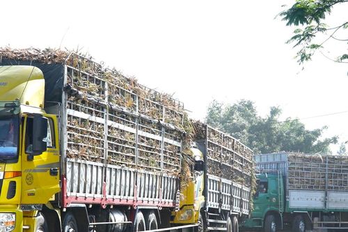 Niên vụ 2023-2024, Nhà máy Đường An Khê thu mua gần 2 triệu tấn mía