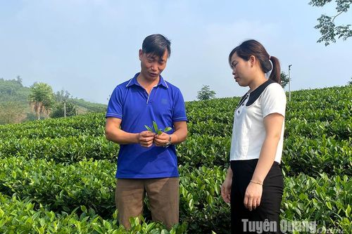 Đảng viên tiên phong phát triển kinh tế