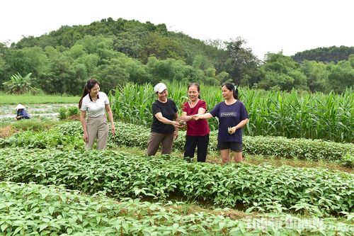 Những nữ 'thuyền trưởng' ở Đức Ninh