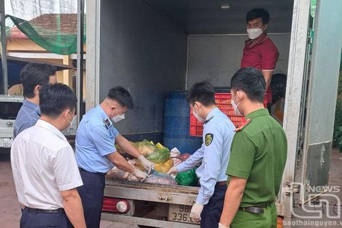 Phú Bình: Phát hiện, tiêu hủy 520kg lòng lợn bốc mùi