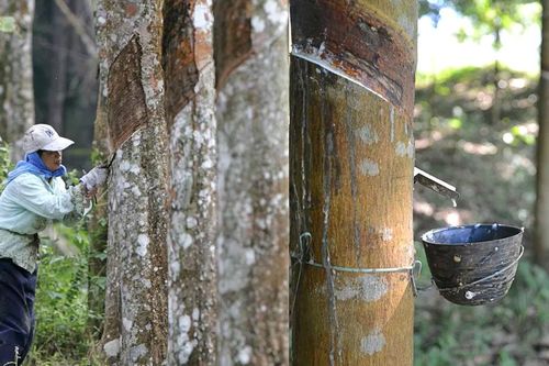 Giá cao su tăng cao nhưng lãi của Cao su Việt Nam (GVR) vẫn giảm 14%