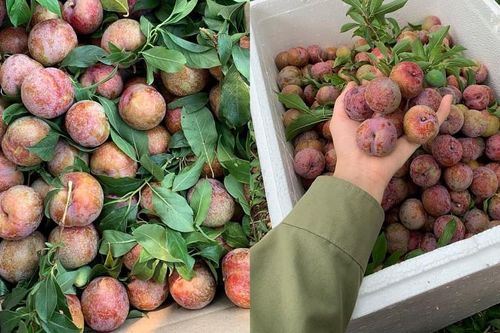 Mận hậu đầu mùa nhộn nhịp trên các trang chợ mạng