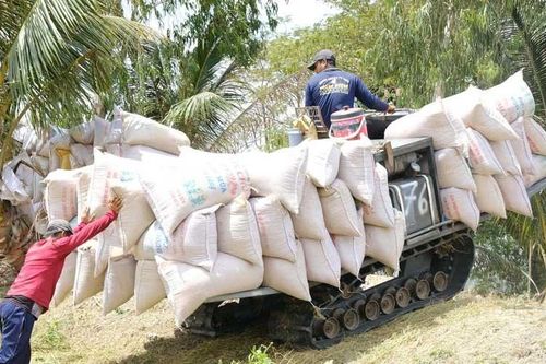 Cần xem thương lái là đối tác đồng hành trong chuỗi lúa gạo