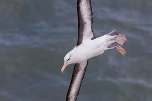 Chim Hải âu