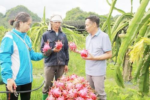 Những mùa cây trái tiền tỷ trên đất dốc ở Sơn La