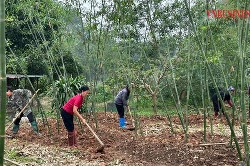 Trồng tre lục trúc lấy măng, HTX thu 'vàng' trên đất núi