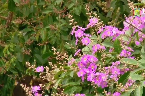 Bằng lăng báo hiệu mùa hè sắp đến