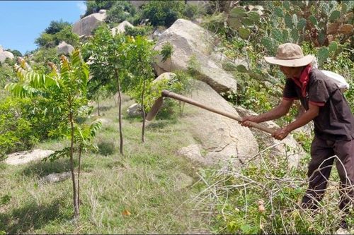 Cây châu Phi mở hy vọng phủ xanh cả miền Trung nắng hạn