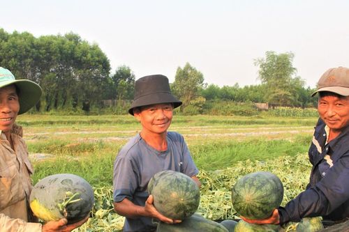 Quảng Nam: Dưa hấu được mùa, được giá, nông dân phấn khởi