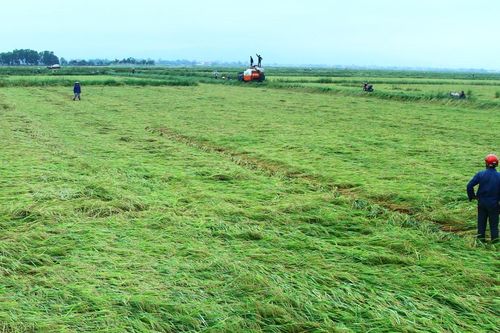 Quảng Bình: Gần 2.000 ha lúa sắp thu hoạch bị đổ rạp