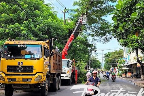 Quảng Ngãi: Rà soát các dự án trồng, chăm sóc cây xanh