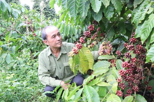 Hạn chế thiệt hại do hạn hán, thiếu nước gây ra đối với cây trồng