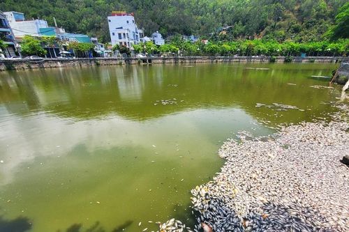 Bình Định thông tin về nguyên nhân cá chết nổi trắng hồ sinh thái Bàu Sen