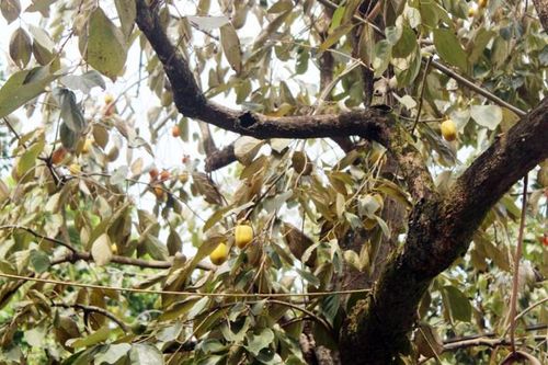 Loại quả đặc sản tiến Vua đất Phú Thọ