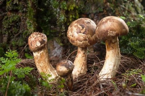 Nhìn tưởng 'cục đất', ai ngờ là 'cây nhả vàng' 50 triệu/kg