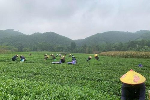 'Cây thoát nghèo' đem lại thu nhập ổn định cho người dân vùng biên