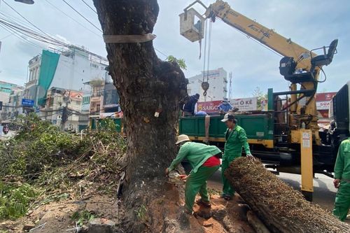 Đốn hàng cây xanh mở rộng đường vào sân bay Tân Sơn Nhất