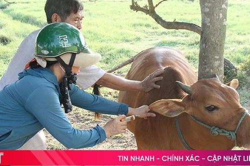 UBND tỉnh chỉ đạo tăng cường tiêm vắc xin phòng bệnh cho đàn vật nuôi