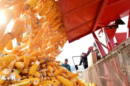FAO: Giá lương thực thế giới tăng tháng thứ 2 liên tiếp
