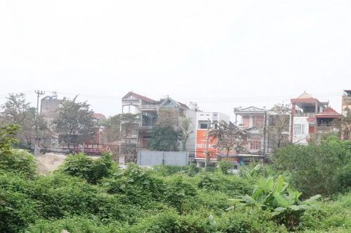Phú Thọ: Khó xử lý tình trạng người dân tự ý trồng cây trên đất Nhà nước quản lý