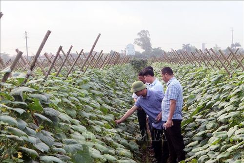 Đánh giá hiệu quả sử dụng phân bón hữu cơ trên cây dưa chuột xuất khẩu