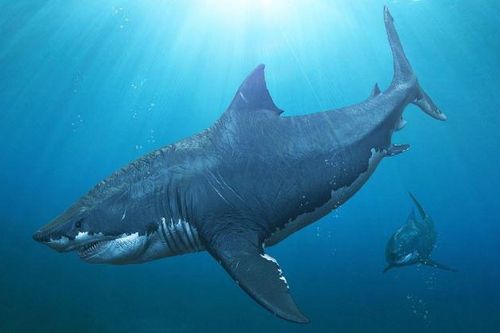 CLIP: Khám phá loài 'quái vật cổ đại' - Siêu cá mập Megalodon