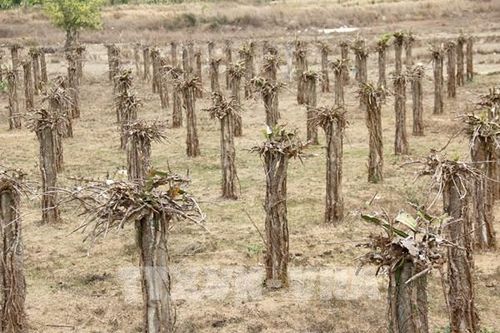 Cân đối khả năng cung cấp nước để ứng phó với hạn hán ở Trung Bộ