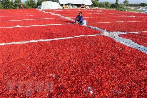 Lưu ý doanh nghiệp các quy định khi xuất khẩu ớt vào Đài Loan (Trung Quốc)