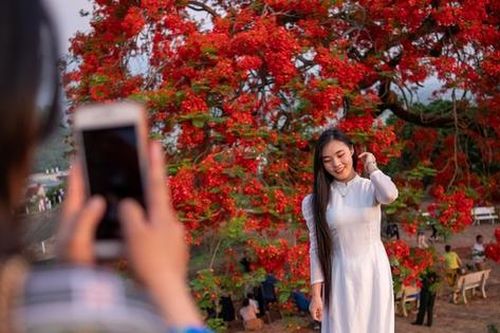 Du khách đổ về di tích đồi A1 rực rỡ sắc đỏ trước lễ kỷ niệm 70 năm Chiến thắng Điện Biên Phủ