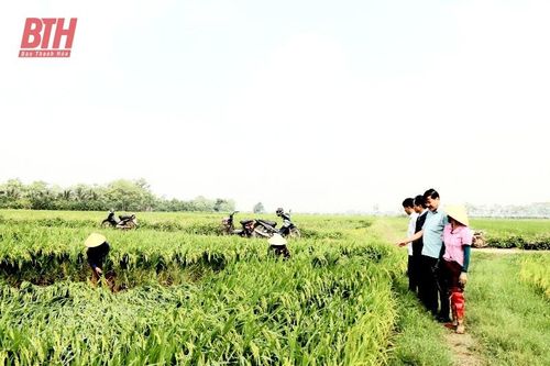 Yên Định: Khẩn trương khắc phục ảnh hưởng do mưa lớn, dông lốc gây ra
