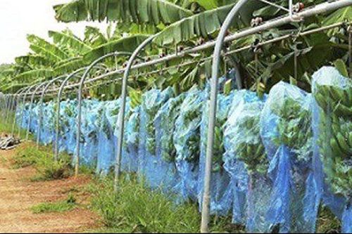 Tỷ phú Trần Bá Dương: Thaco vẫn đánh cược rất lớn vào nông nghiệp và HAGL Agrico