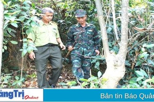 Trả nợ rừng xanh