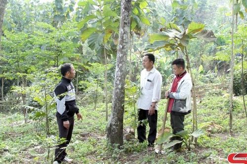 Định hướng phát triển các xã vùng cao huyện Phù Yên