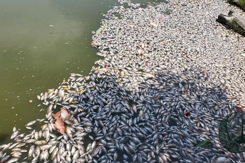 Bình Định: Cá chết hàng loạt bốc mùi hôi thối tại hồ Bàu Sen