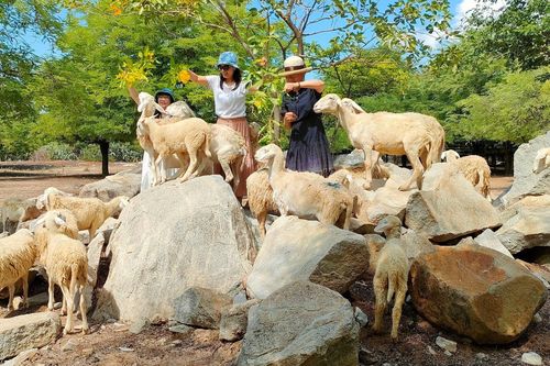 Biến 'nắng như rang, gió như phang' thành sự giàu có
