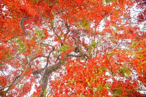 Sắc màu hoa phượng rực rỡ quanh đồi A1 ở Điện Biên