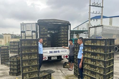 Liên tục bắt giữ số lượng lớn gia cầm giống không rõ nguồn gốc, xuất xứ