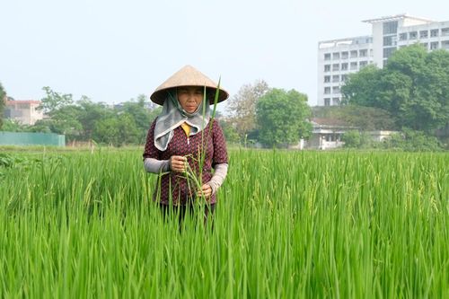 Điểm sáng chuyển đổi cơ cấu giống lúa theo hướng chất lượng cao của Hà Nội